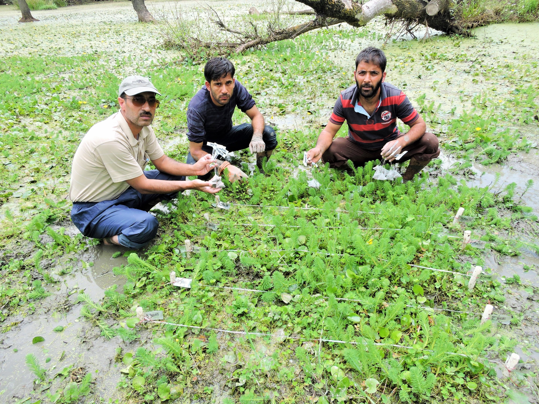 Co-authors Anzar A. Khuroo and Maroof Hamid, from the University of Kashmir in India with Fayaz Ahmad (left to right) at a wetland in the Himalayas as part of the major global study. Credit: Anzar A. Khuroo