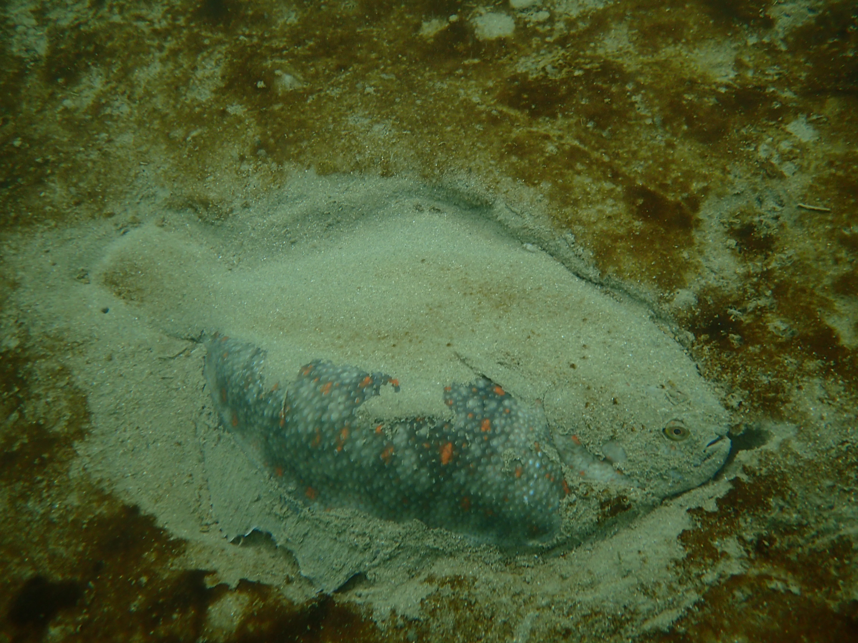 Black_flounder_hiding