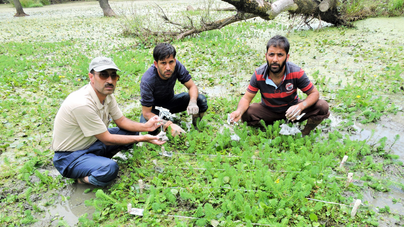 Co-authors Anzar A. Khuroo and Maroof Hamid, from the University of Kashmir in India with Fayaz Ahmad (left to right) at a wetland in the Himalayas as part of the major global study. Credit: Anzar A. Khuroo