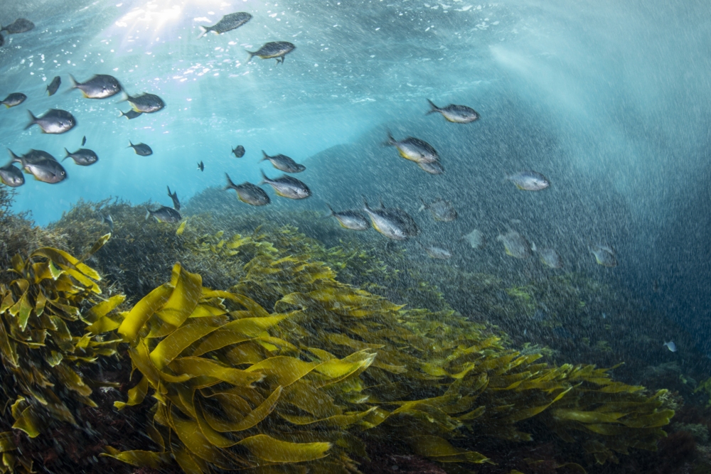 A school of sweep float in the surge above the kelp at Barren arch at the Poor knights islands marine reserve