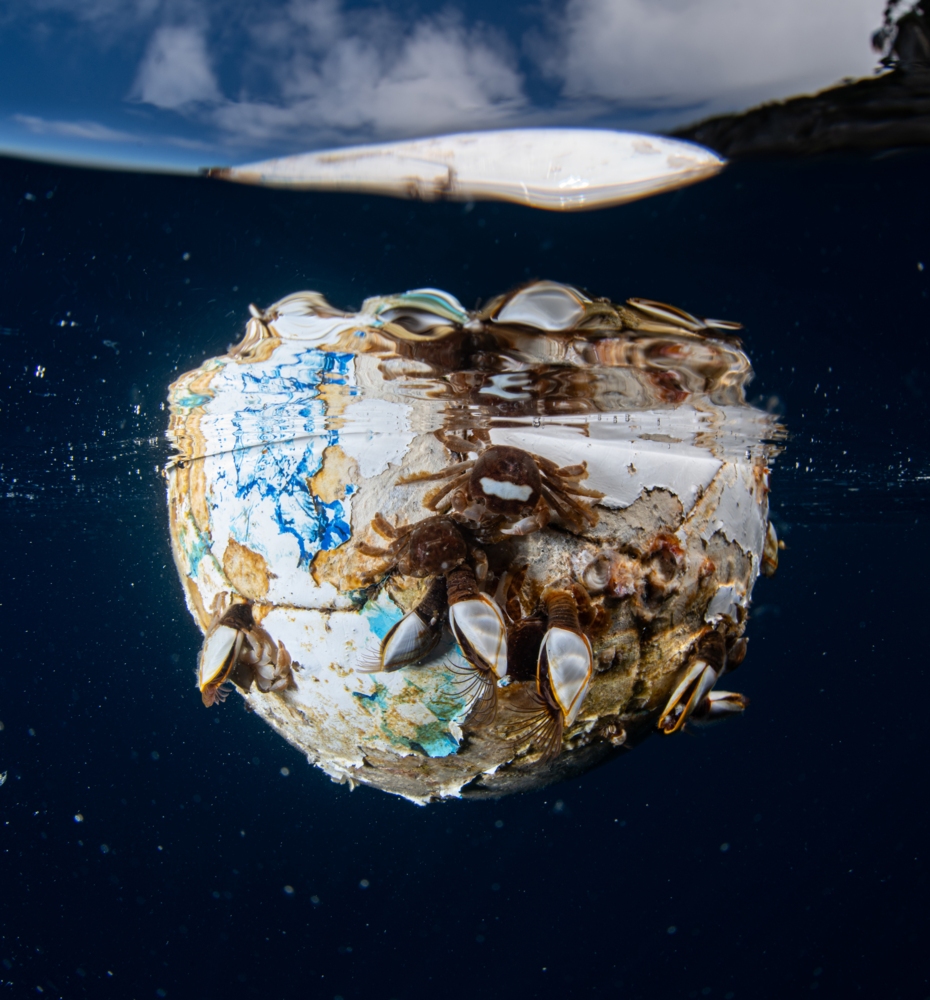 Another world.. A football floated past a team of divers. Upon closer inspection, it was like a min world with pelagic crabs and barnacles making the adidas football their 'mini world. Northland.