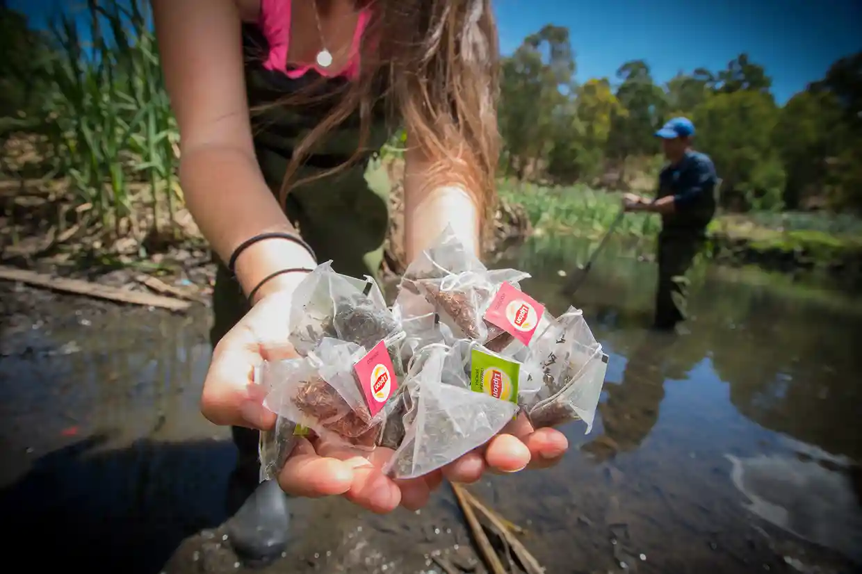 Peter Macreadie and Katy Limpert from Deakin University's Blue Carbon Lab deploying the first set of teabags in 2017