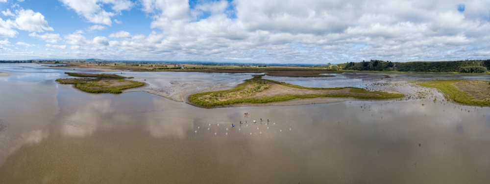 2024_2_MARINE HEATWAVE ESTUARY WAIHI_HI_mackayDJI_0051-Pano