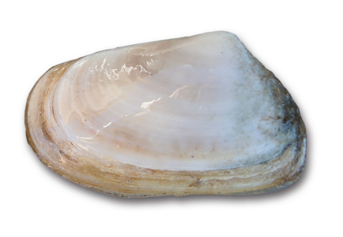 Tuatua (Paphies subtriangulata)