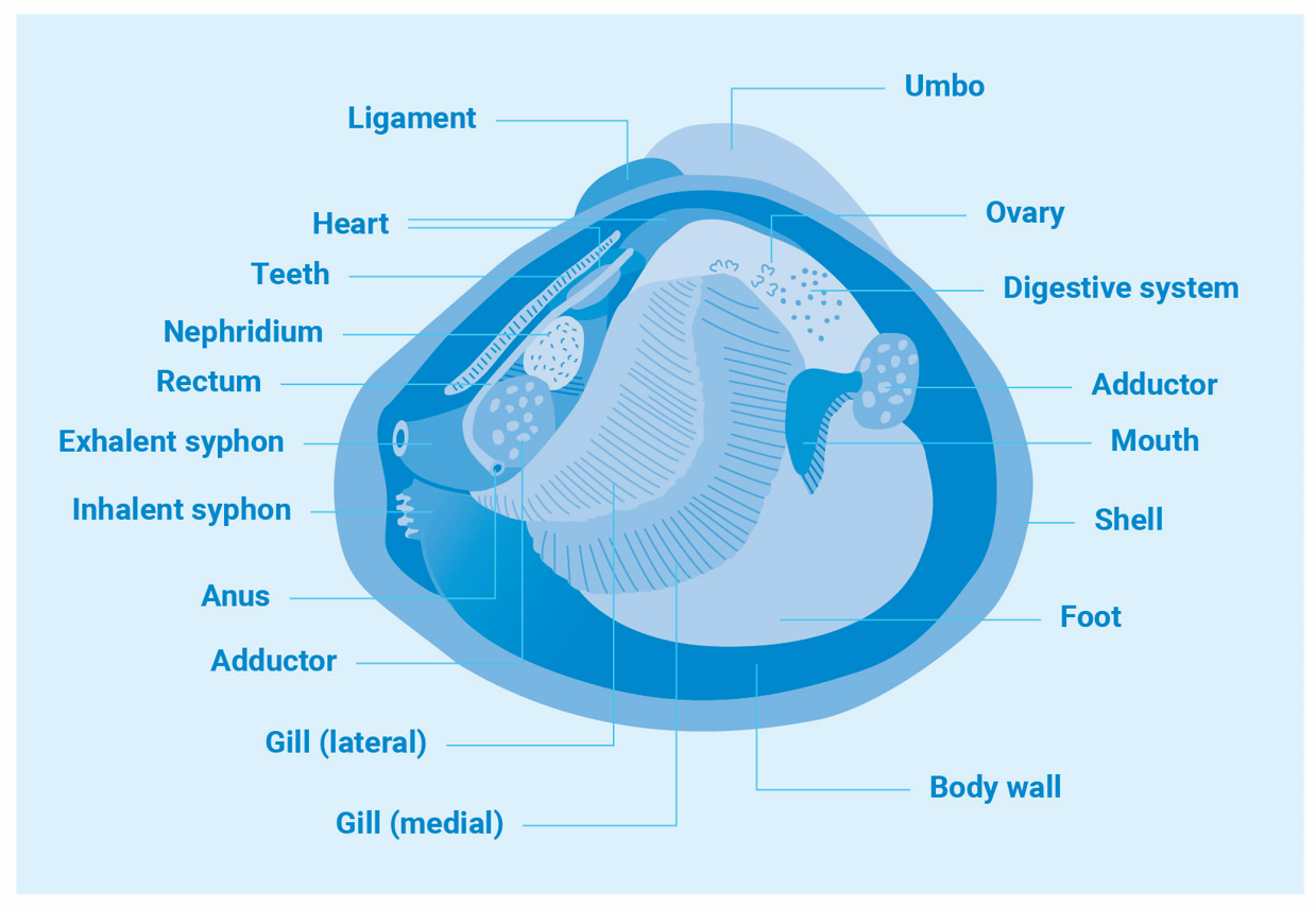Gold_clam_anatomy figure