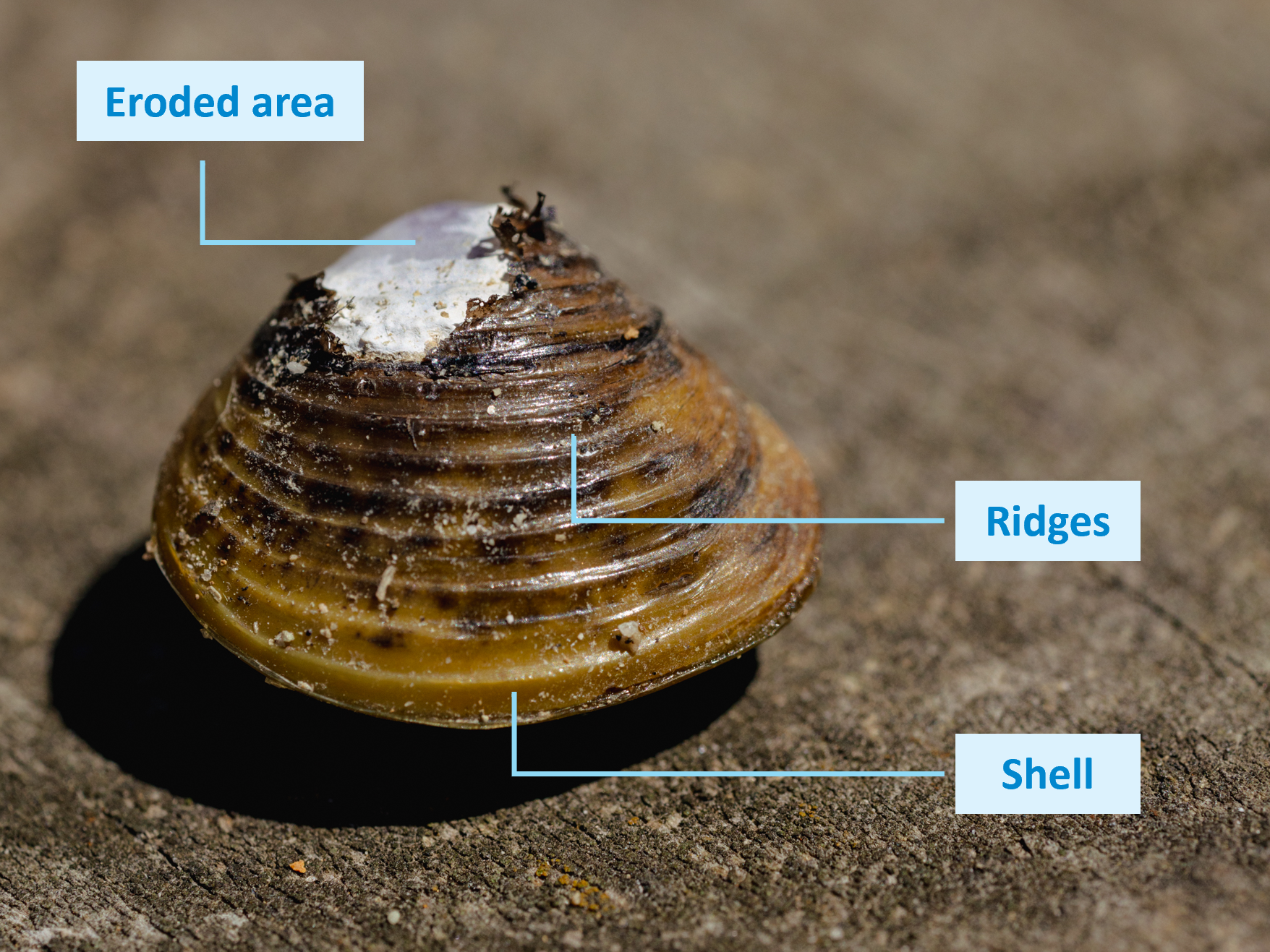 gold_clam_shell_anatomy