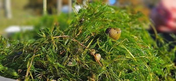 Clams in macrophytes