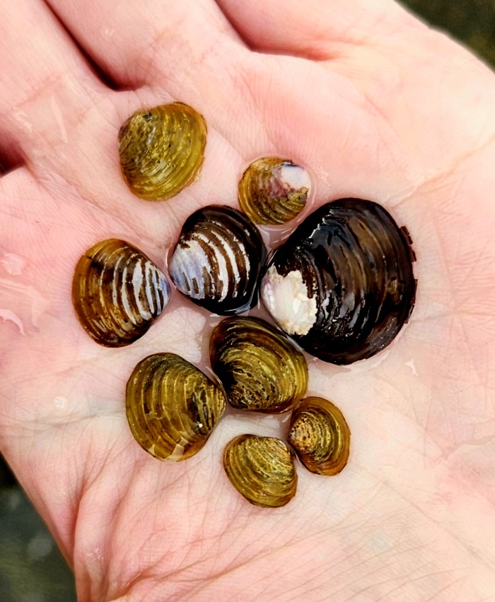 Adult gold clams 