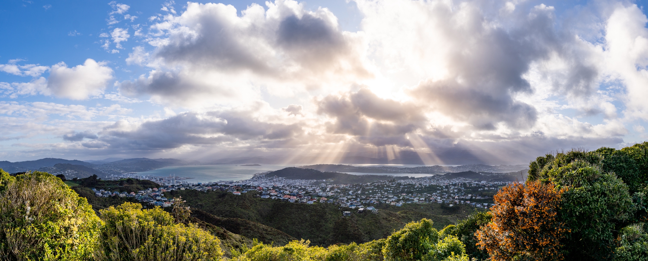 Wellington from Brooklyn Hill