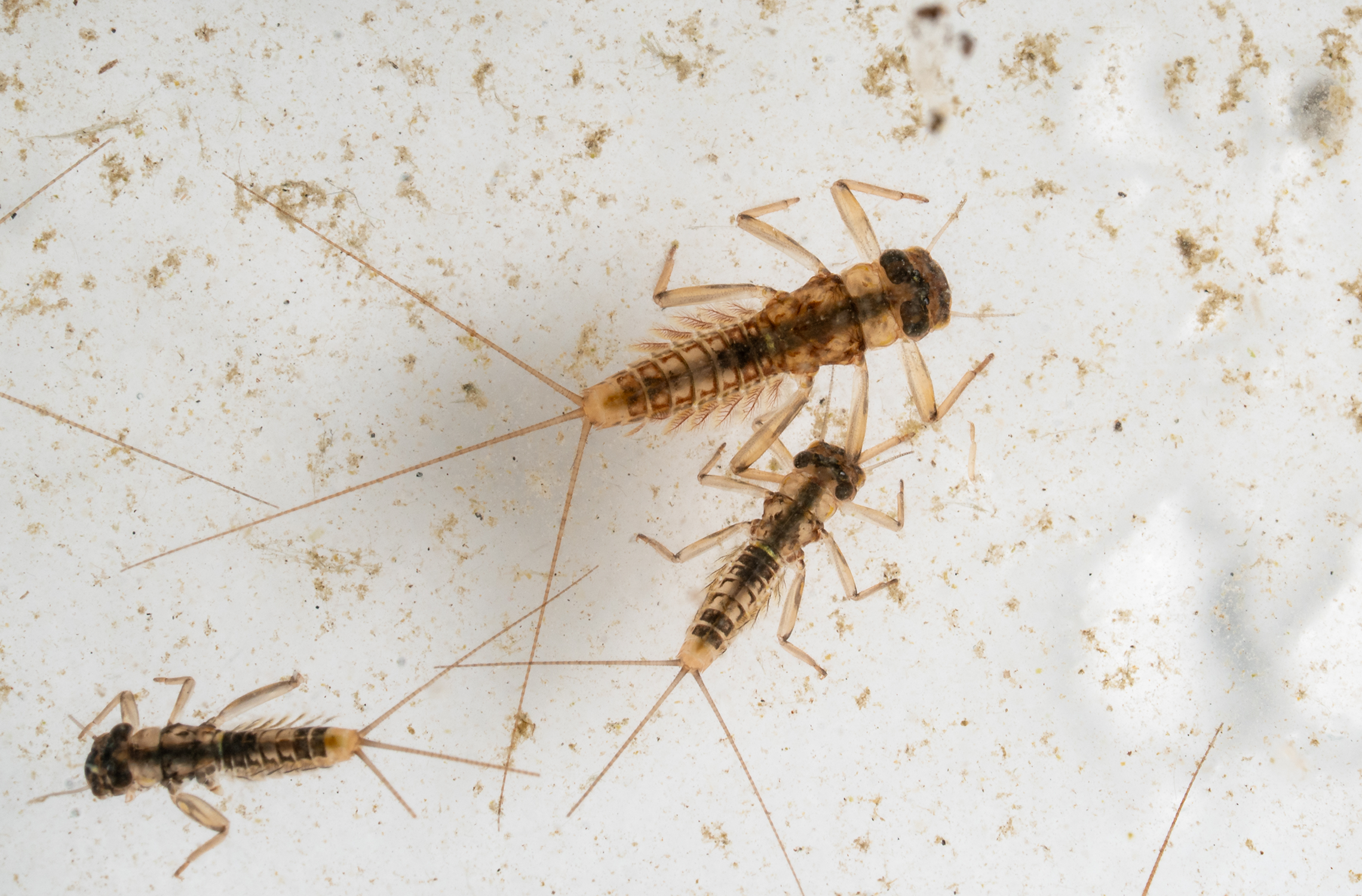 Mayfly Ecotoxicology laboratory Hamilton.