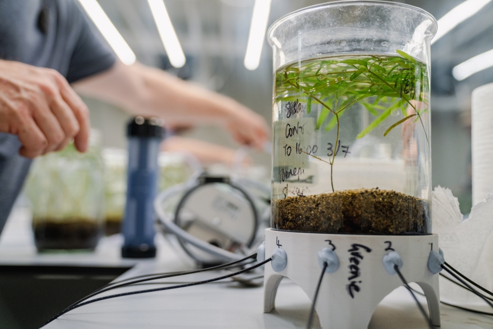 Native plant, Potamogeton ochreatus, under assessment at NIWA's Ruakura Aquatic Research Facility.