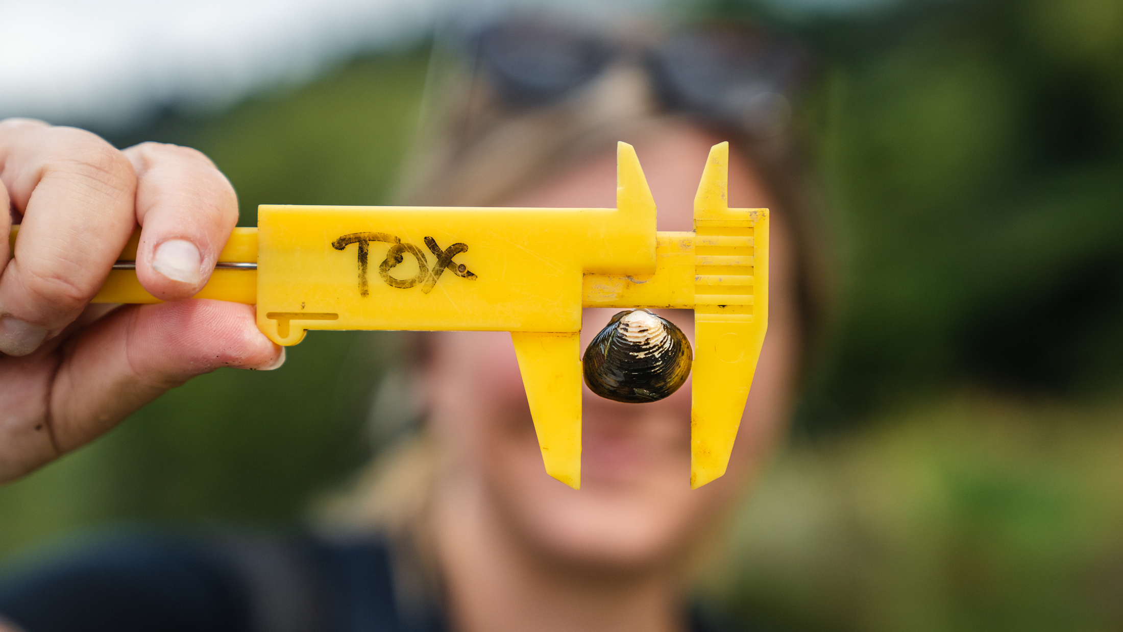 NIWA Freshwater Fish Ecologist, Michele Melchior, measuring gold clams at Bob's Landing, Waikato river.