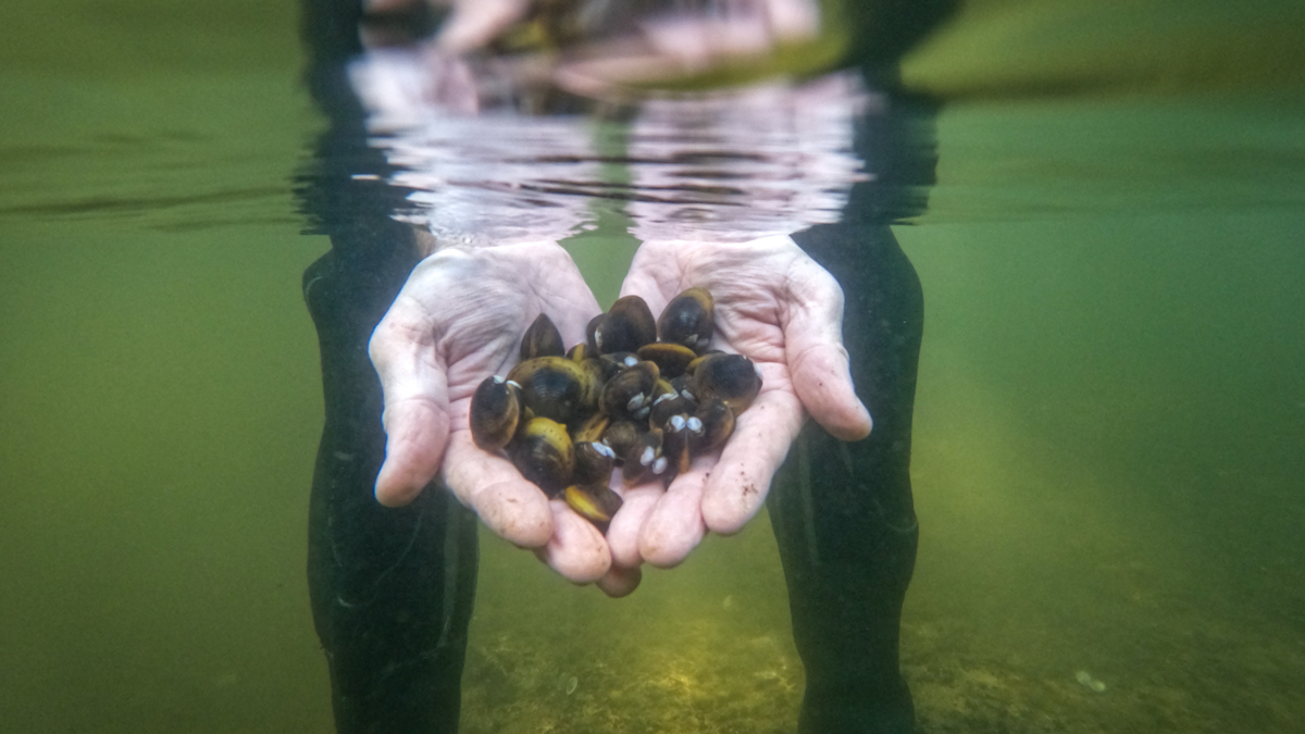 Freshwater Biologist Brain Smith is part of a team researching the highly invasive gold clam (Corbicula fluminea) in the Waikato River.
