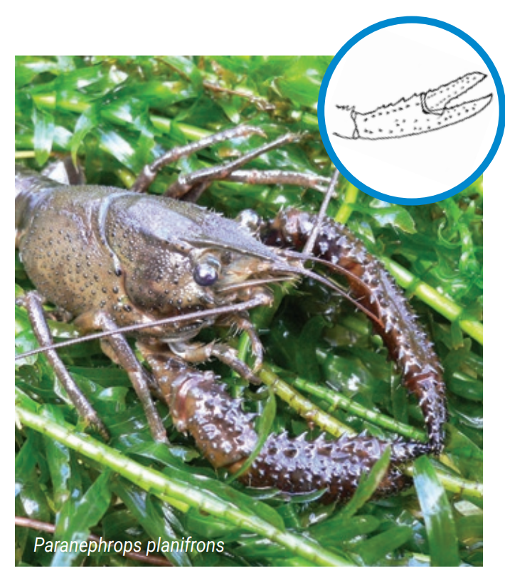 Paranephrops planifrons