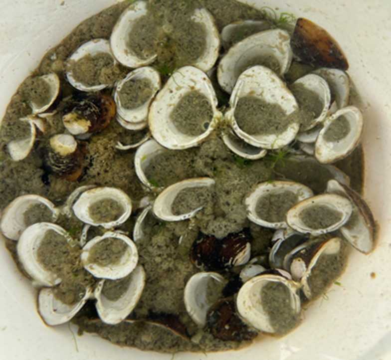 2000 ind./m2 whole, with 8 germlings emerging.