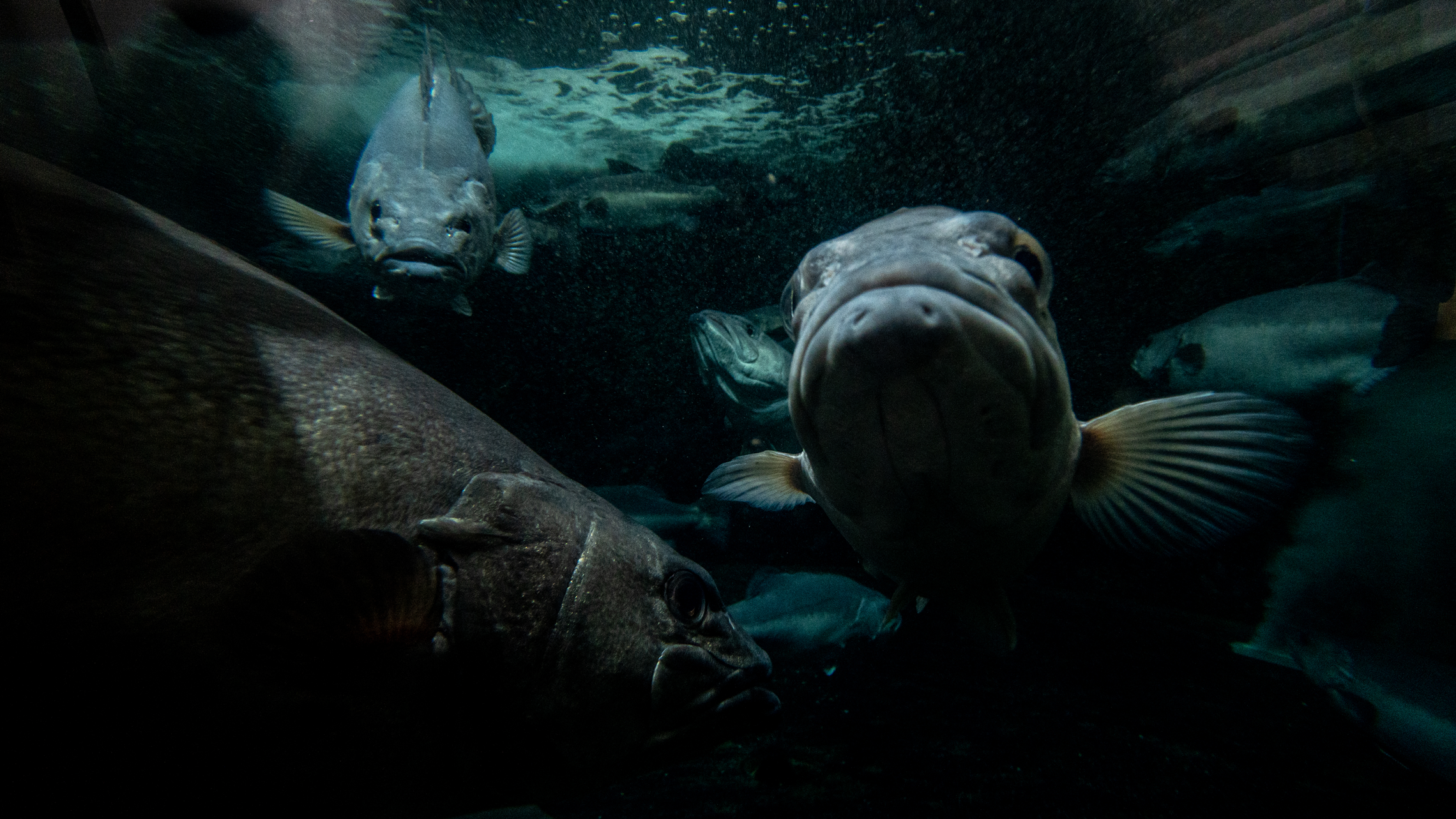 The adult brood-stock hapuku at Northland's Marine Research Centre