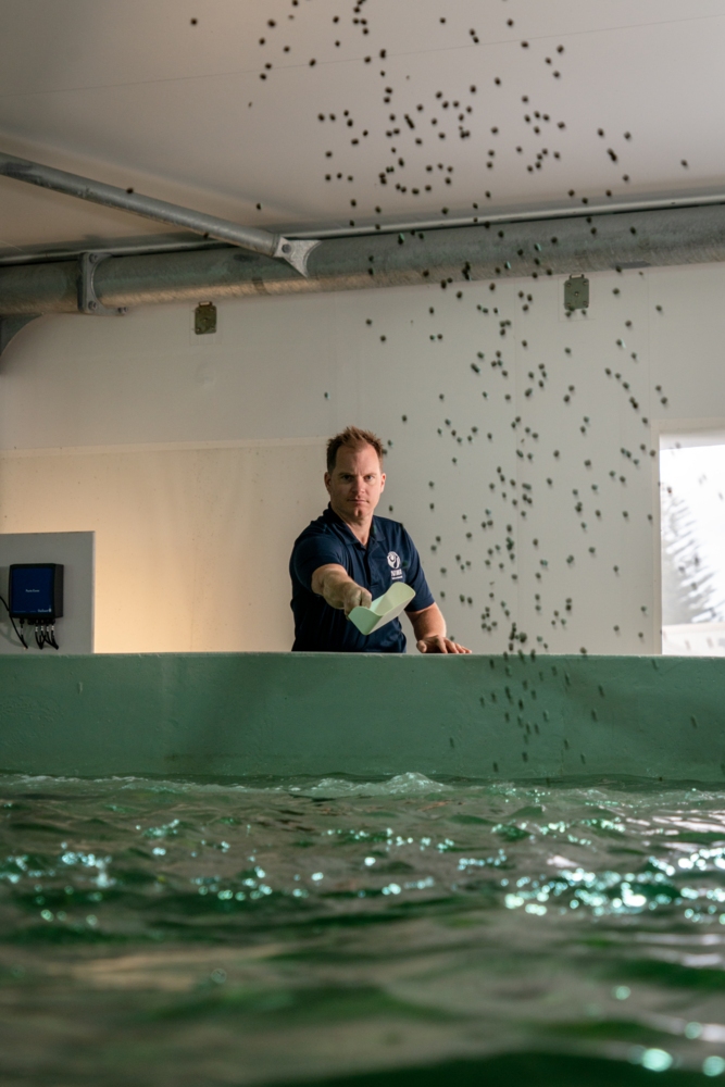 NIWA Aquaculture Technician Jeremy Singleton feeding Kingfish at the newly completed recirculating aquaculture system (RAS) in Northland.