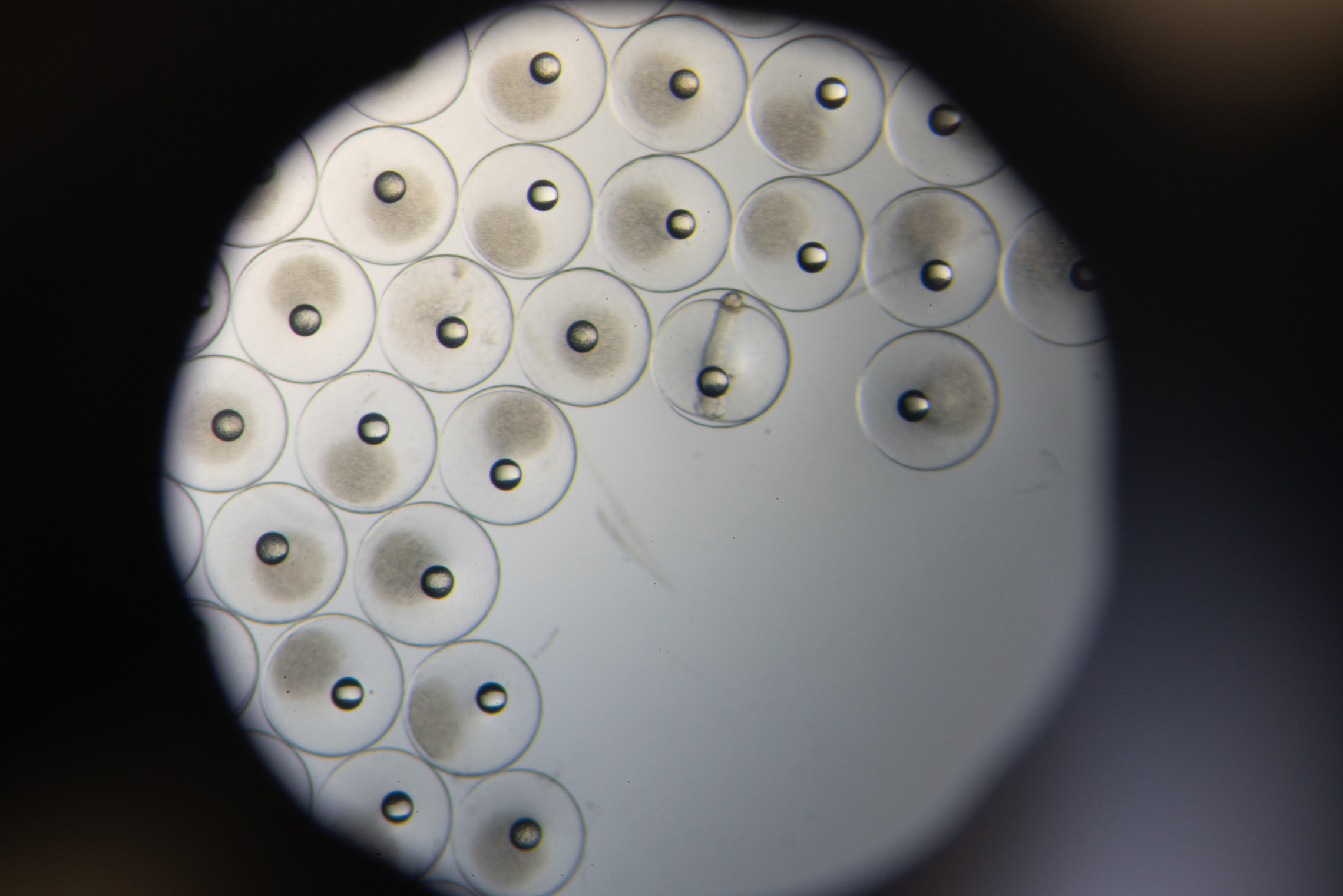 Kingifsh eggs being assessed under a microscope at NIWA's Northland Aquaculture Centre