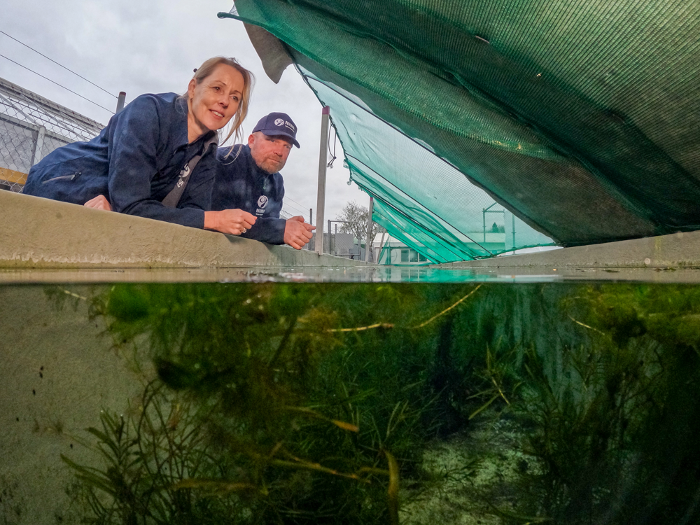 Dr Deborah Hofstra and Ben Woodward at the freshwater aquatic plant trials. 