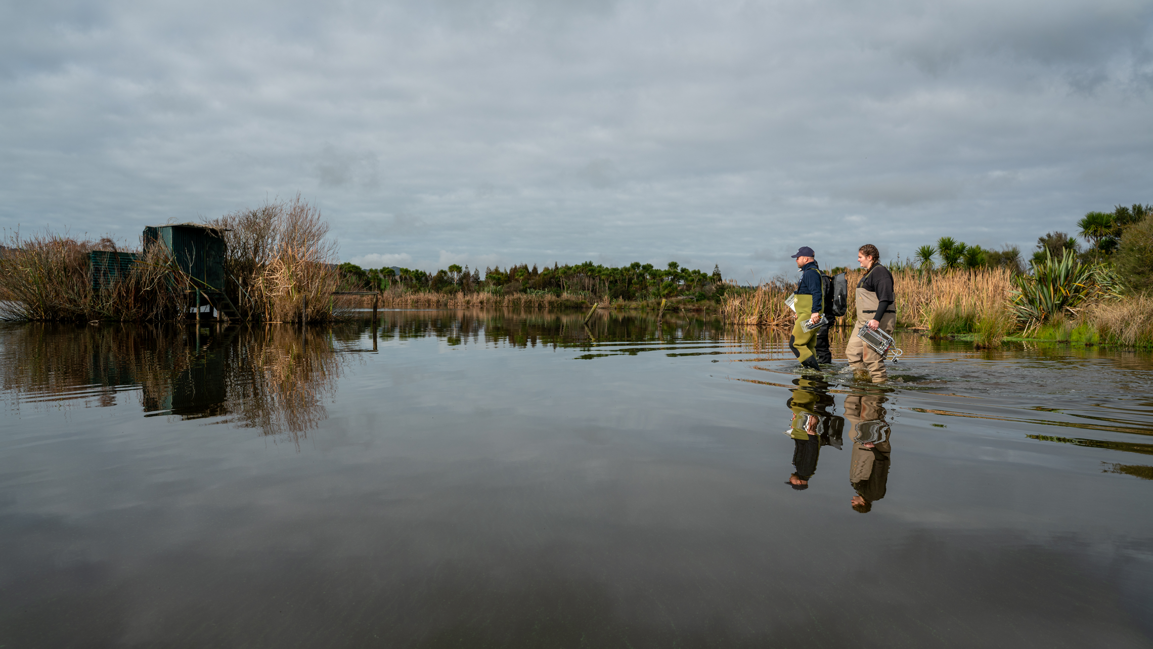 NIWA is researching methods of creating turfs of aquatic plants for restoration of freshwater environments.