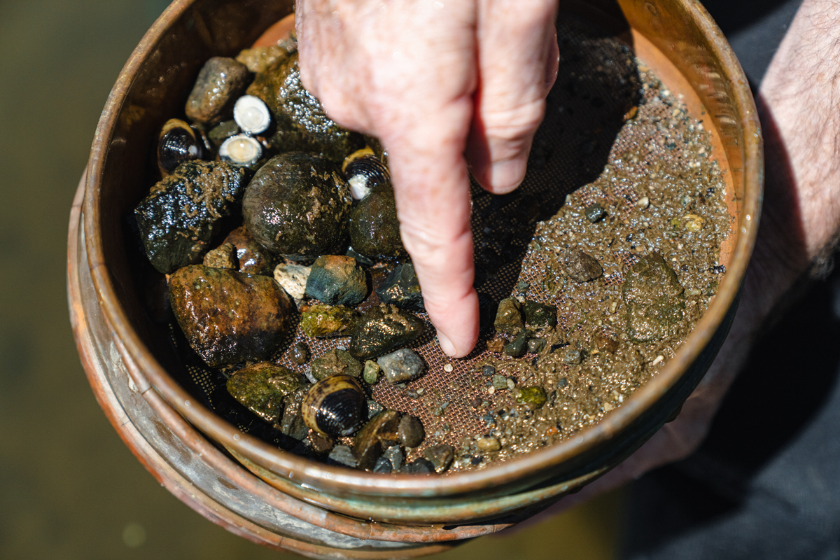 Stay vigilant! The ‘invisibility’ to the naked eye of the tiny juvenile phase makes it difficult to determine their presence.