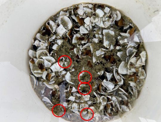 4000 ind./m2 smashed. Five germlings have emerged.