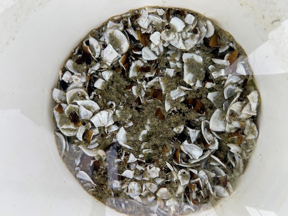 4000 ind./m2 smashed. Five germlings have emerged.