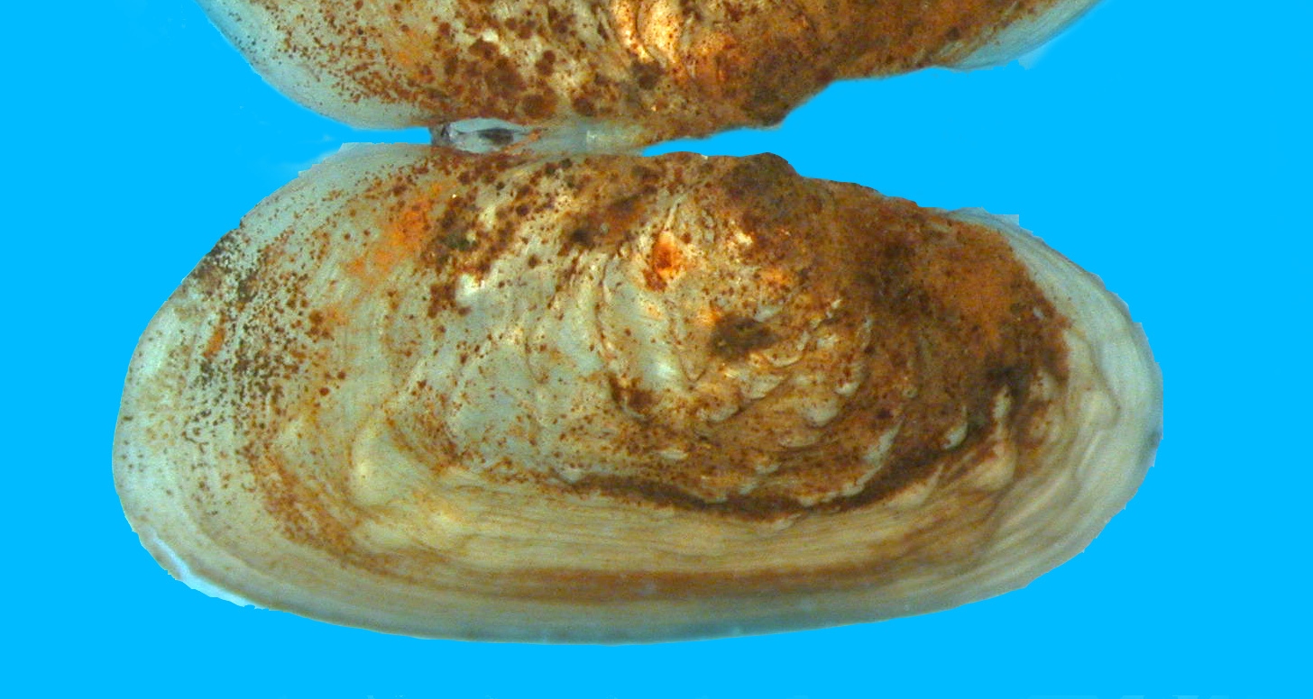 Smaller kaakahi/kaaeo may be golden or have a green ridge. There will be no defined ridges on their shell. 