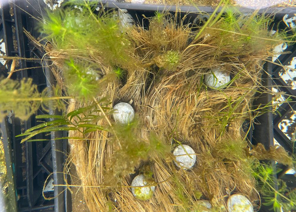 Native plants of milfoil and pondweed on a muka mat after approximately six weeks. Lead weights were used to hold the mat in place on plastic trays during this small-scale tank trial.