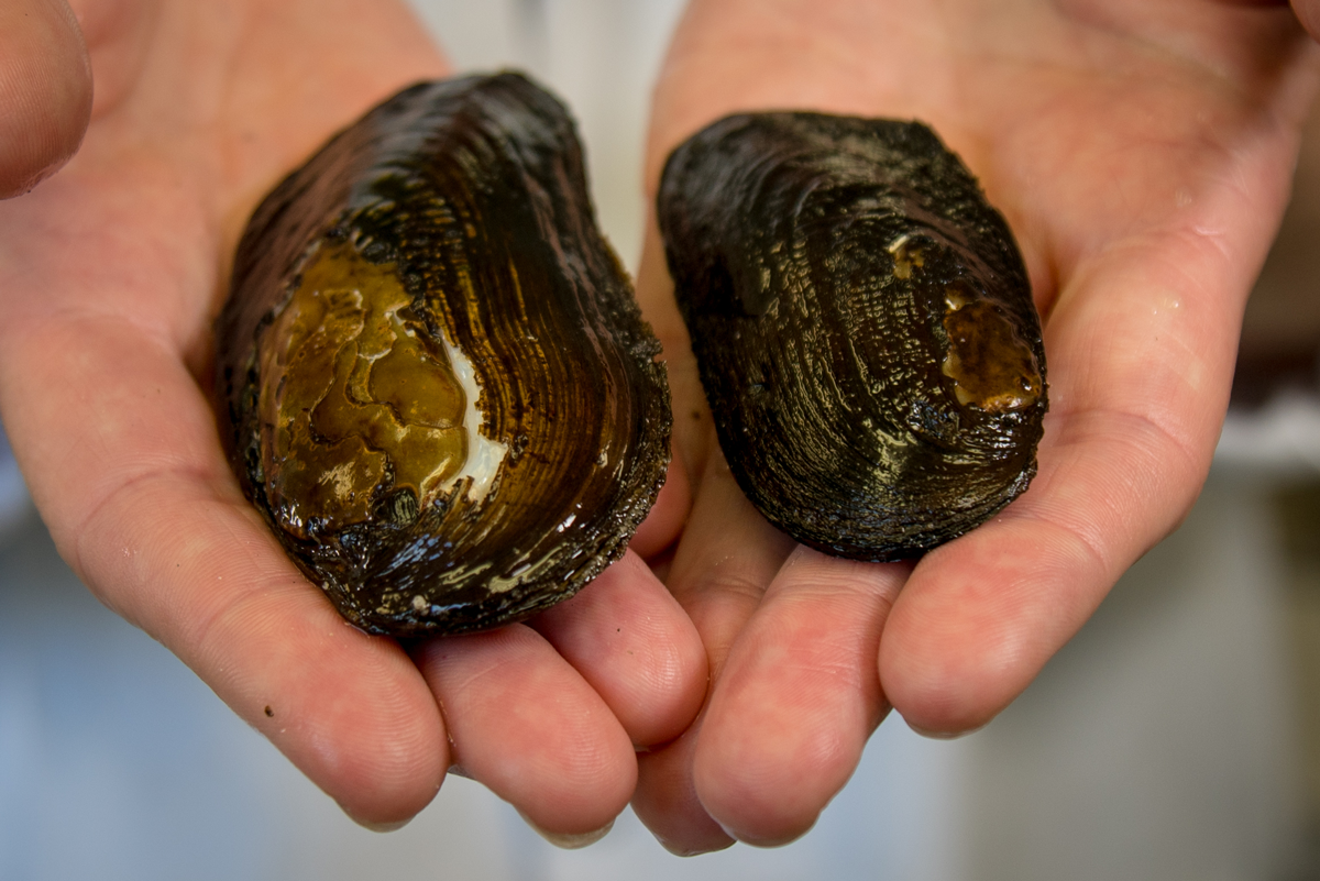 Adult kaakahi/kaaeo are larger than gold clams, oval in shape and black/brown in colour. 