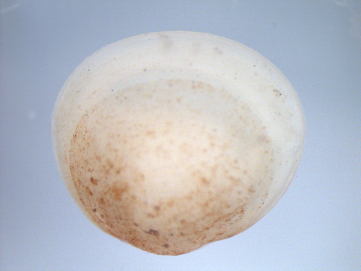 The native pea clam (Sphaeriidae) are while/cream, more circular than gold clams and have no ridges on their shell. They are very small (generally less than 6 mm). 