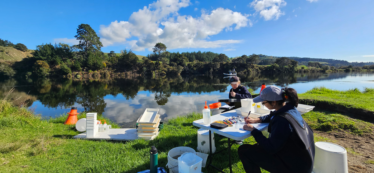 gold clam survey sorting