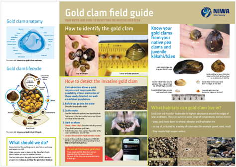 Gold clam field guide