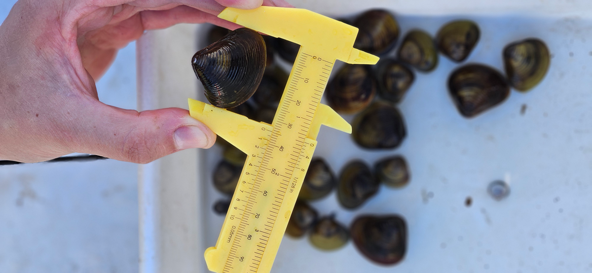 measure clam