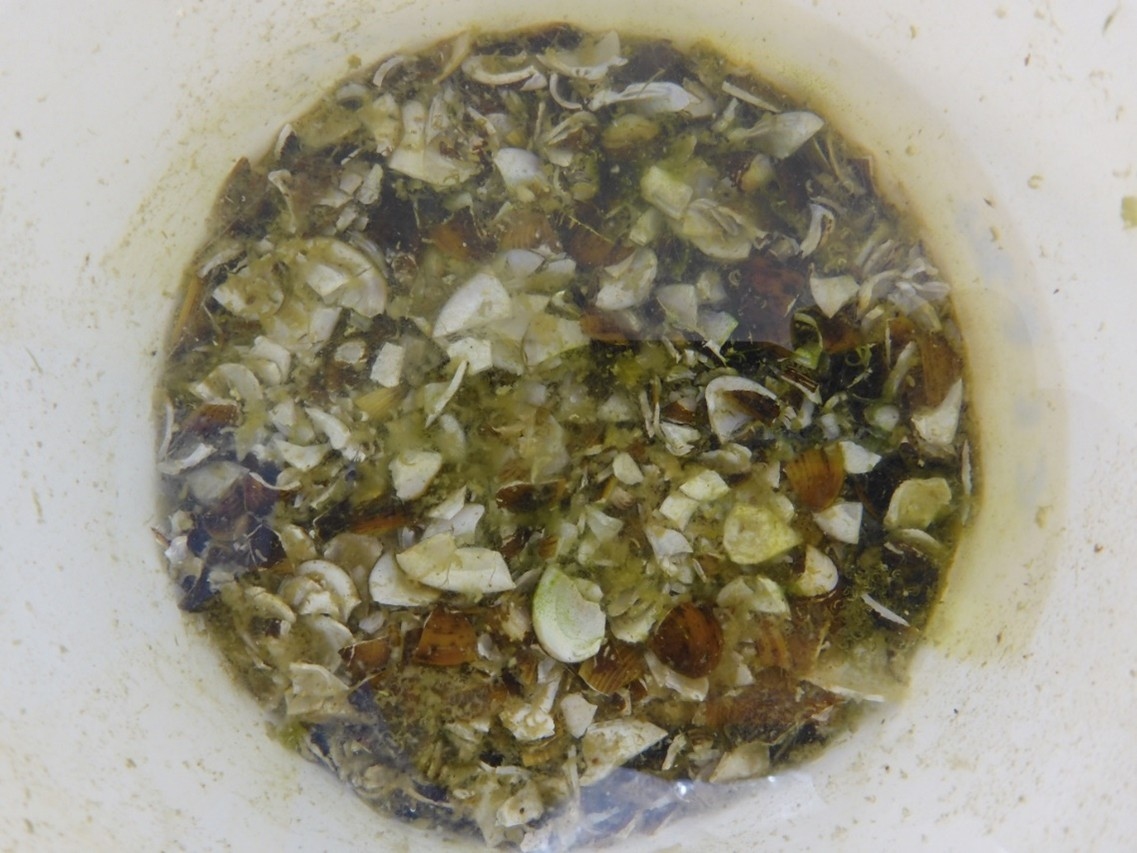 20000 ind./m2 smashed. Two months after the start of the trial and no germlings have emerged from this high density of smashed shells.  