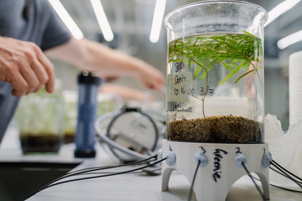 Native plant, Potamogeton ochreatus, hooked up to the PreSens oxy-10 sensors to assess root oxygen release.