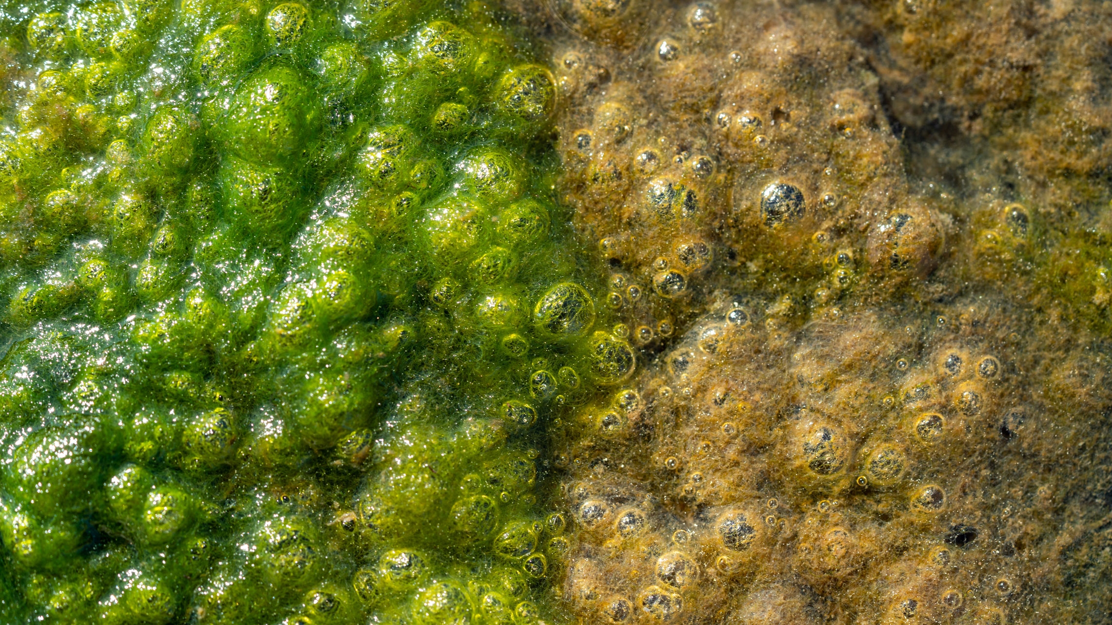 The floways at the trial sites have three different water depths to determine the best depth for algal growth.