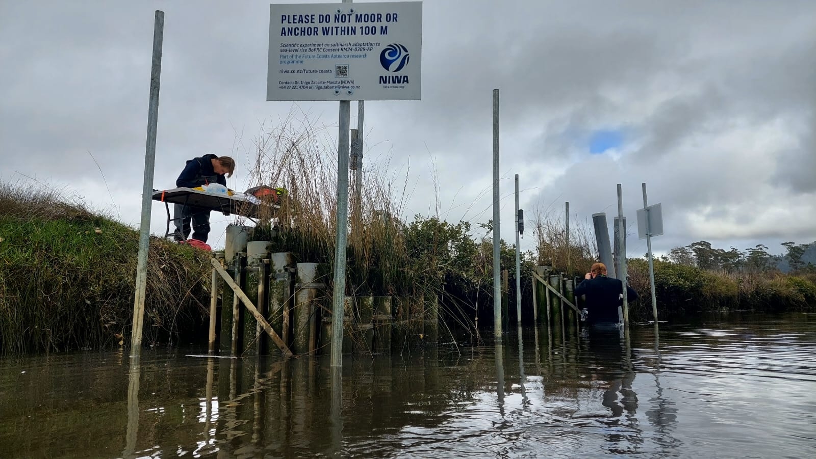 By mimicking hydroperiods simulating future sea-level rise, scientists can gather data from marsh organs on plant biomass, decomposition rates, and soil health to predict future marsh composition, distribution and production. 