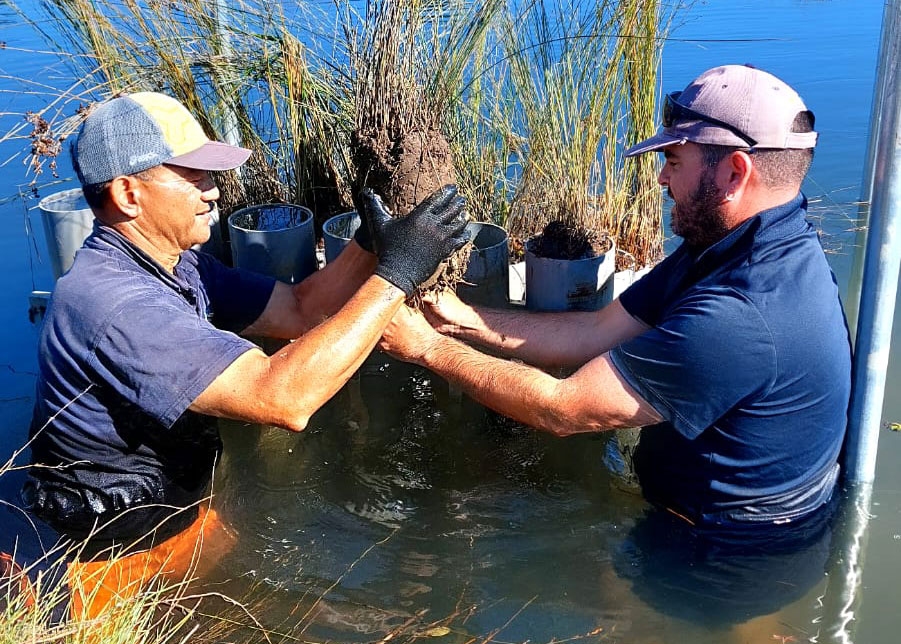ESNZ researchers Aleki Taumoepeau (left) and Inigo  Zabarte-Maeztu plant the marsh organ.