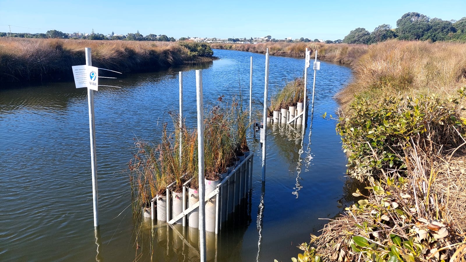 A marsh organ is an experimental mesocosms designed to study how coastal marsh plants respond to sea-level rise induced inundation and salinity.