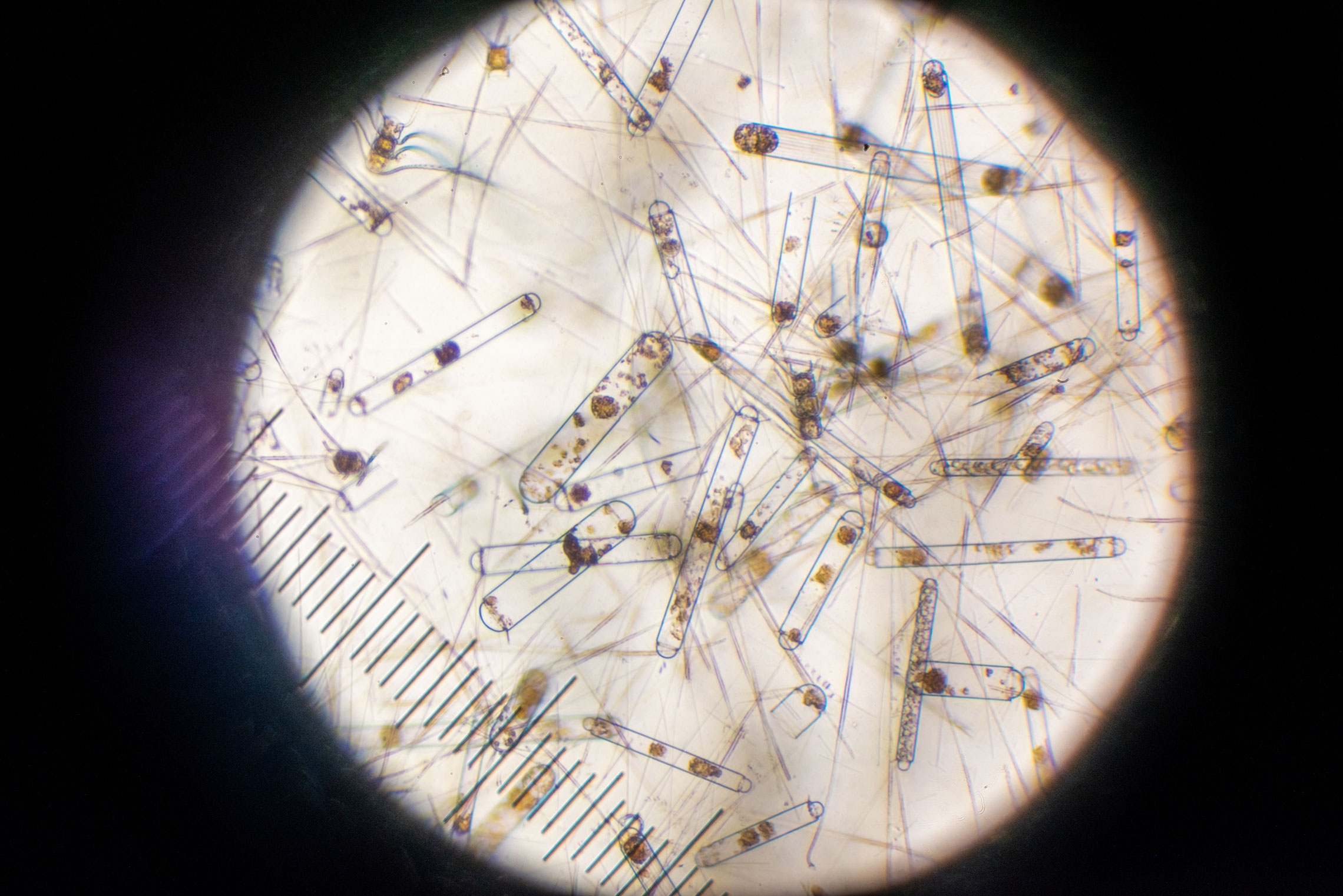 Antarctic phytoplankton under compound microscope aboard RV Tangaroa during an Earth Sciences New Zealand voyage in the Ross Sea in 2021. 
