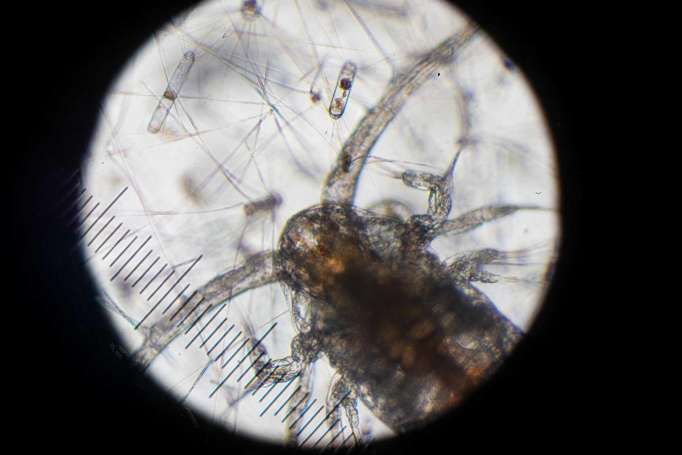 Plankton from zoo plankton bongo net trawl under compound microscope aboard RV Tangaroa in the Ross Sea. Zoo plankton Copepod looms over phytoplankton in sample.