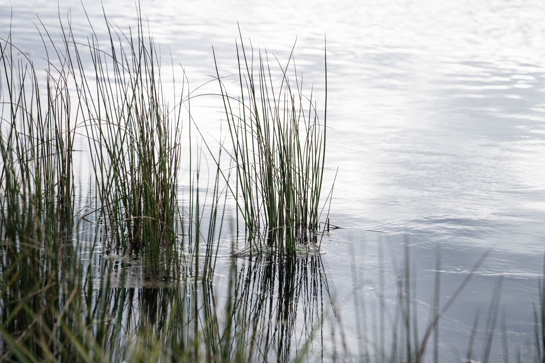 Baygold constructed wetlands, Tauranga.
