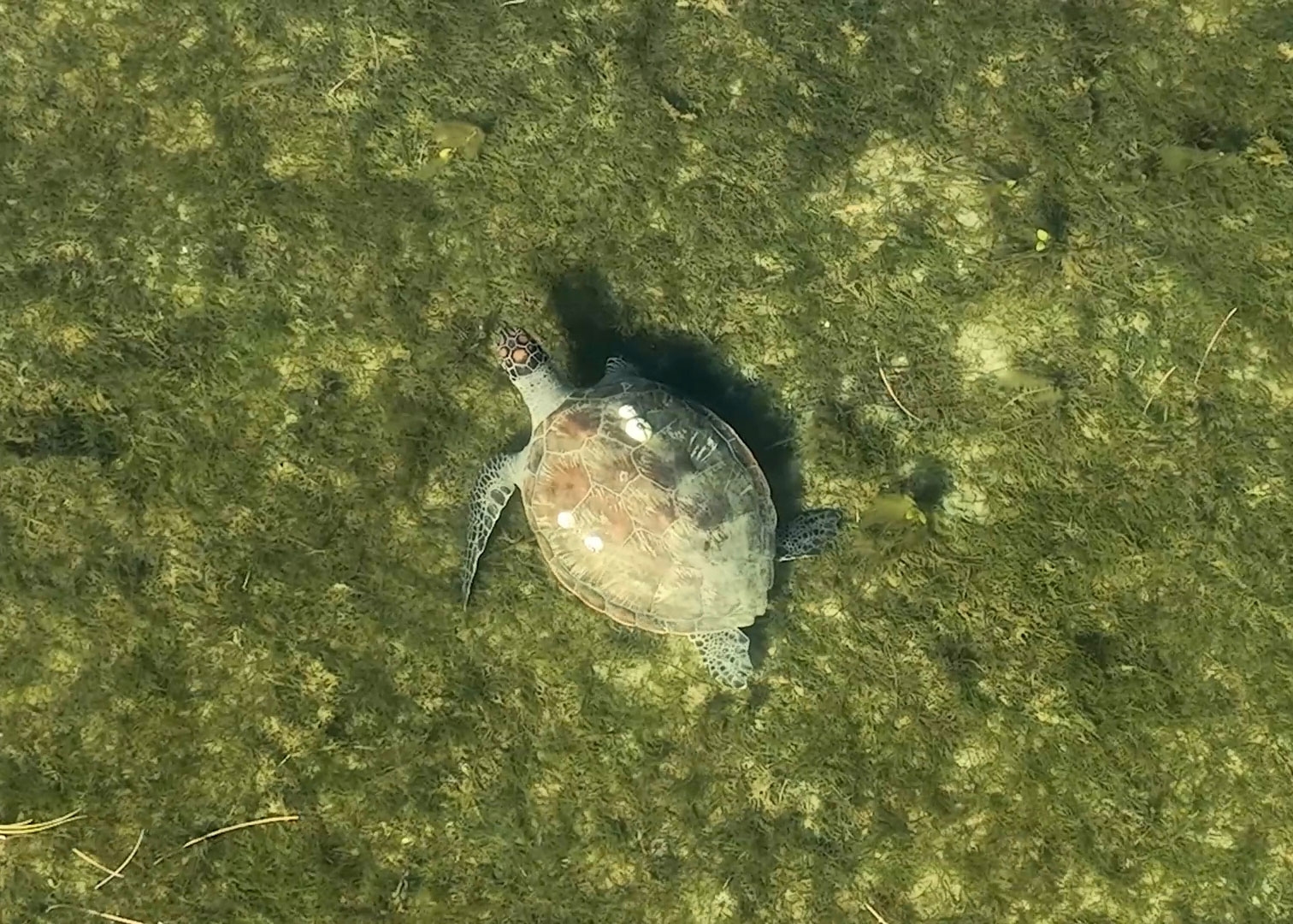 Turtle