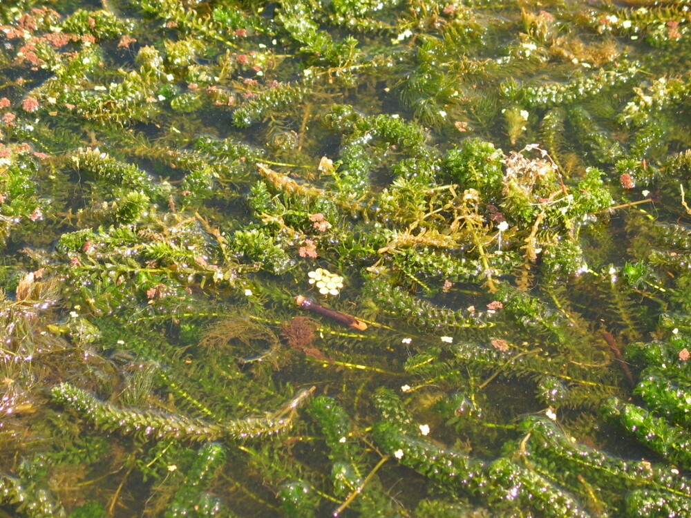 Hydrilla verticillata
