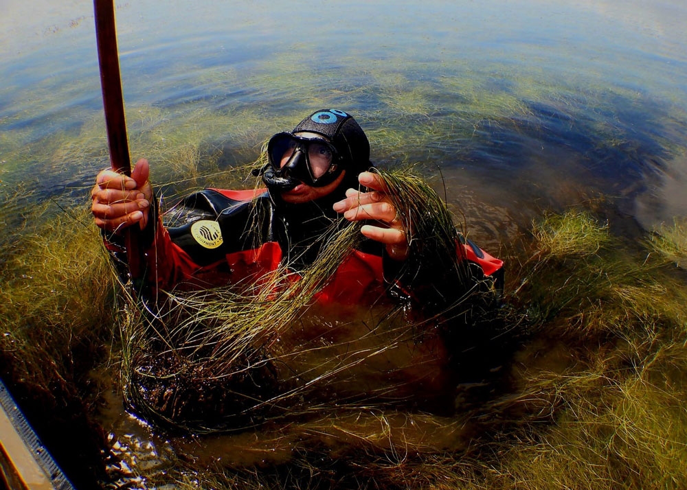 Aleki getting a Ruppia sample at Waituna lagoon.