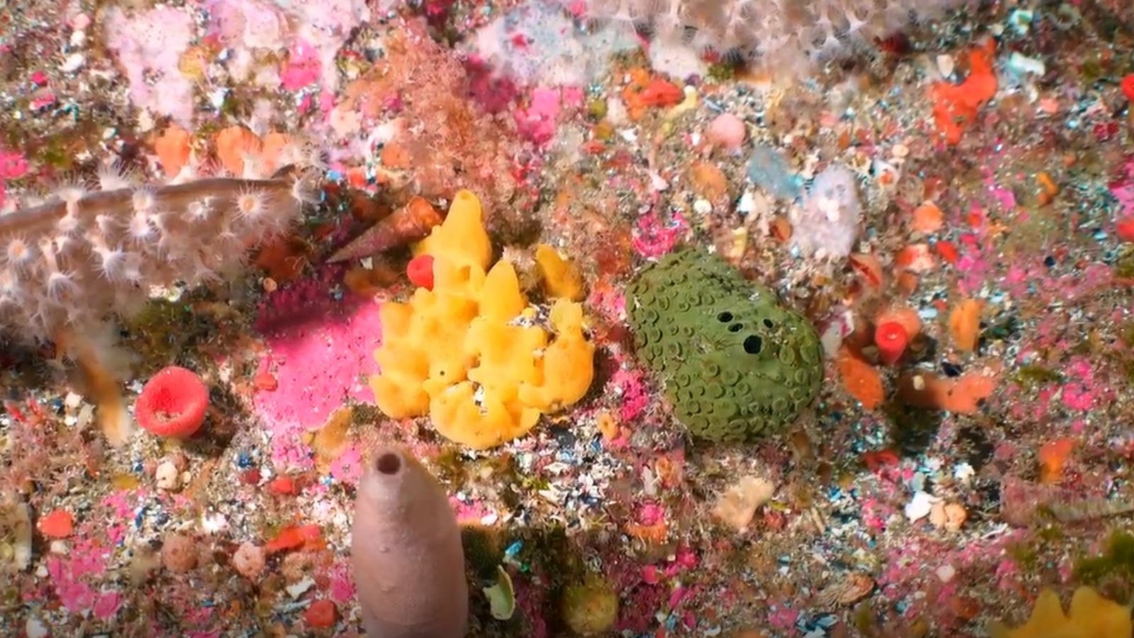 Marine sponges