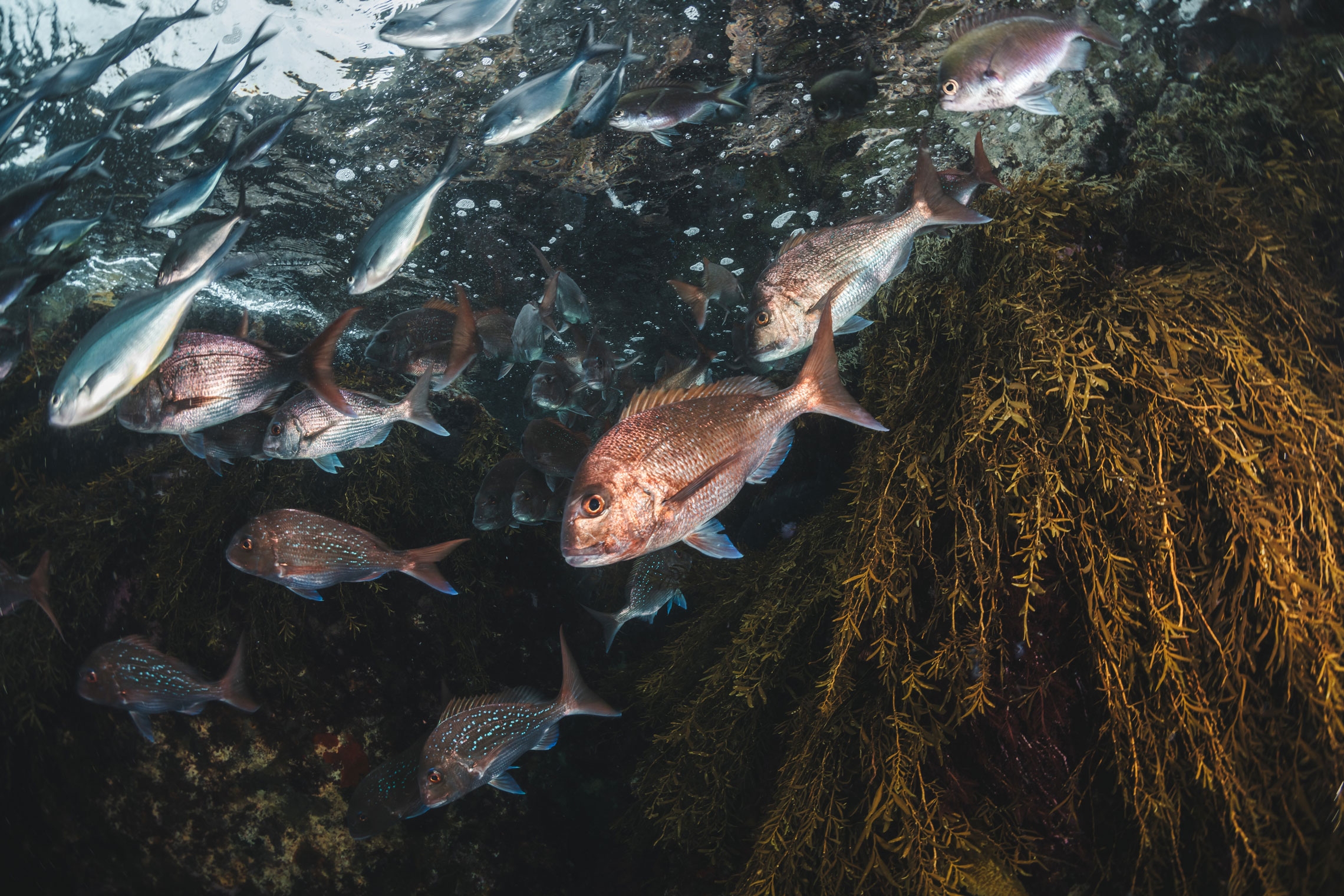 School of Snapper in Bream Bay.