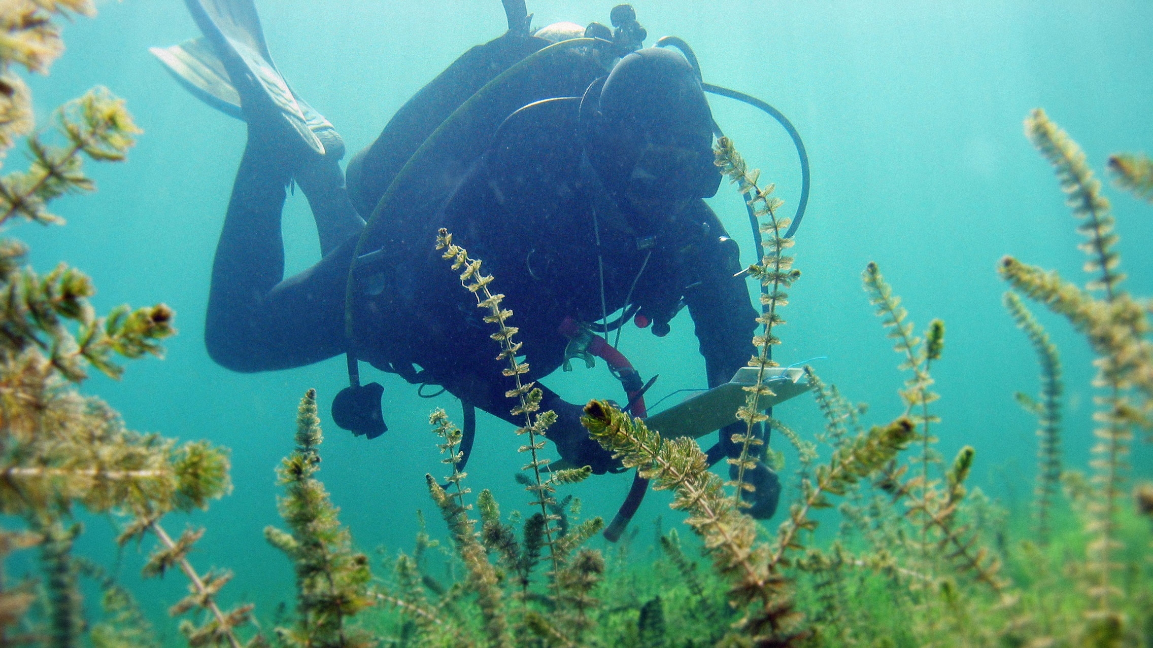 NIWA diver Aleki Taumoepeau in Lake Waikaremoana