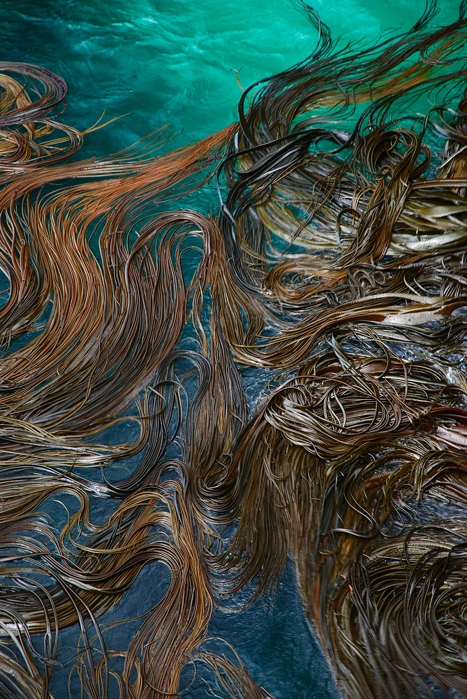 Bull Kelp, Otago Peninsula